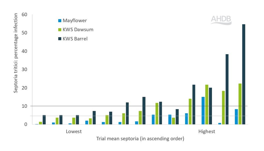 Chart showing septoria tritici levels in RL trials in 2023 for three winter wheat varieties